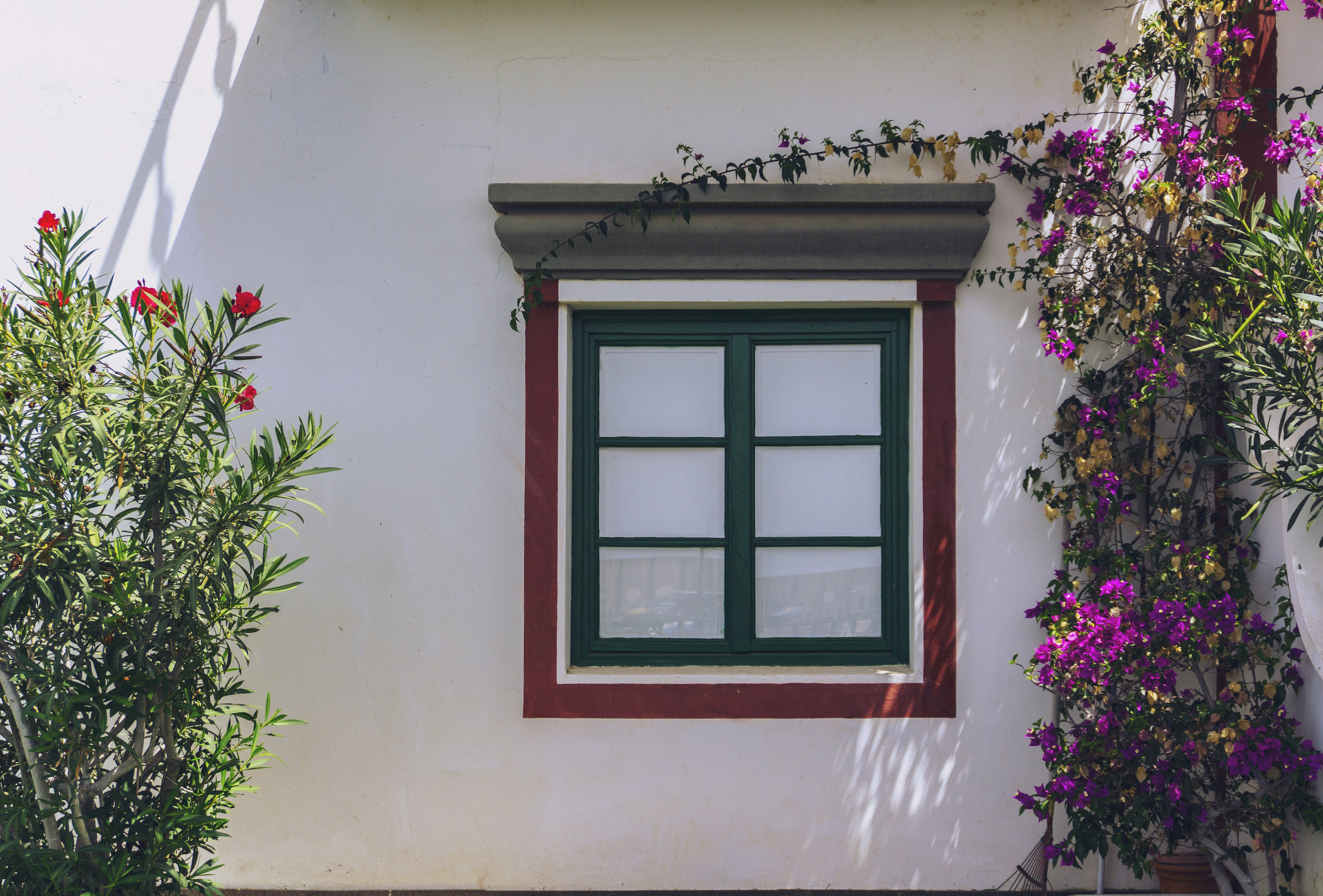 window with green frame beside crawling plants